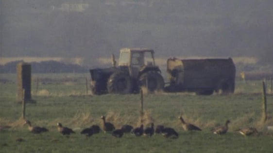 Greenland White-fronted Geese, Wexford Slobs (1987)