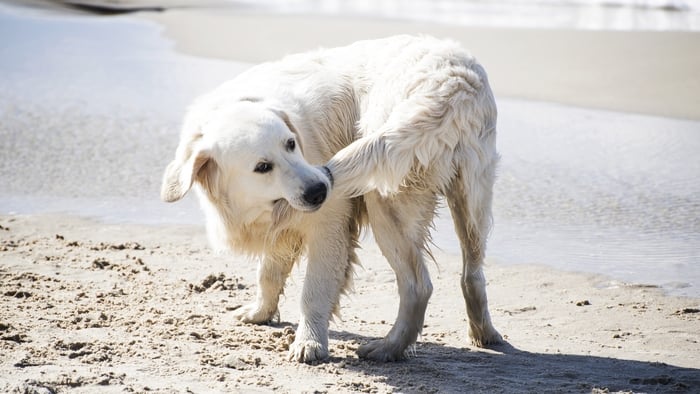 is sand dangerous for dogs