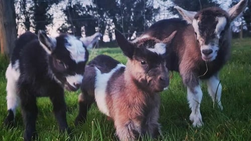 The three young goats were stolen from land in Kilkenny last week