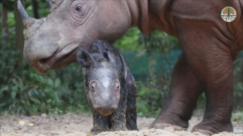 Critically endangered Sumatran rhino born in Indonesia