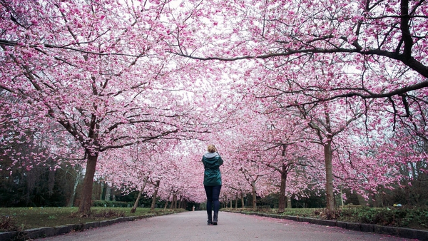 Japan isn't the only place where you can walk through tunnels of pastel pink petals.