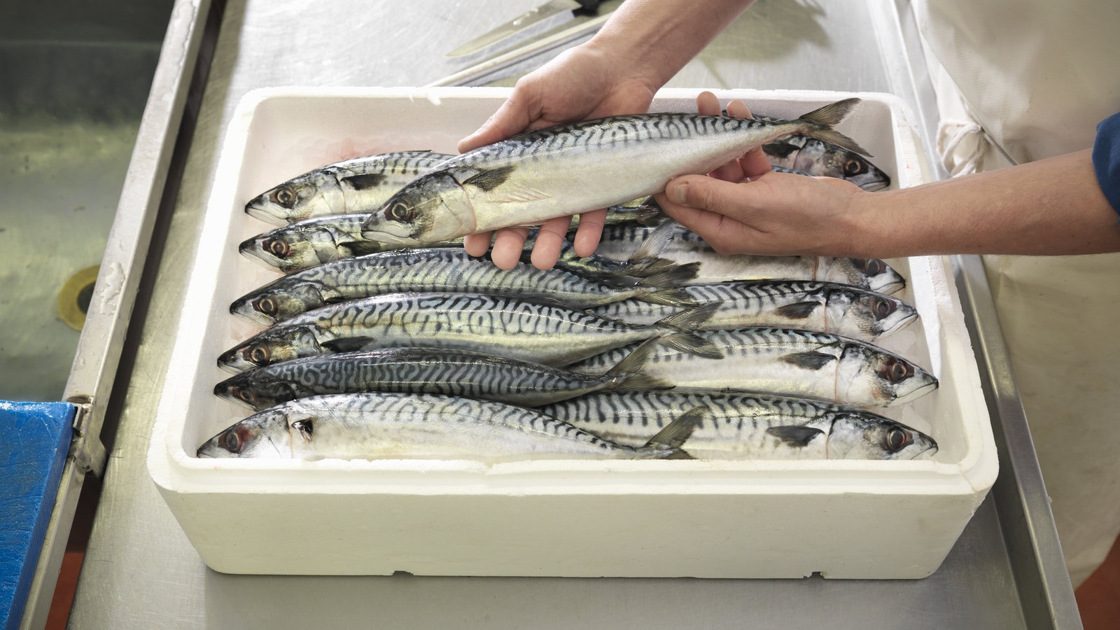 Review of national mackerel quota considered Minister