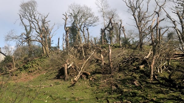 The extreme weather struck Gogarth Hall Farm in Pennal on Wednesday, uprooting trees and lifting a ewe and lambs into the air