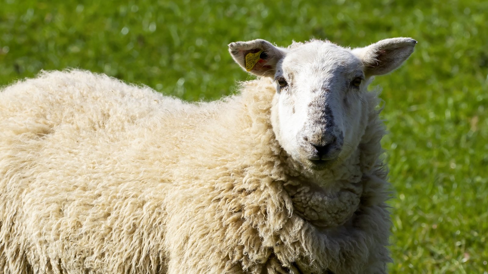 Investigation after 50 sheep killed on Offaly farm