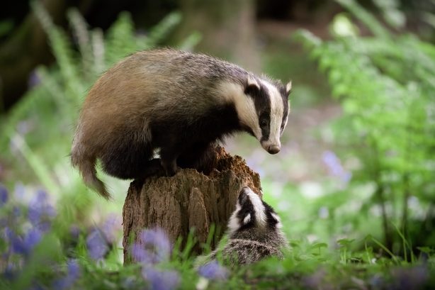 Badger (Broc, Meles meles)