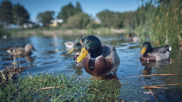Ducks on a lake