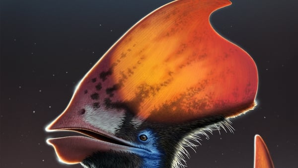Our feathered friends: artist's reconstruction of the feathered pterosaur Tupandactylus, showing the feather types along the bottom of the headcrest. Image: Royal Belgian Institute of Natural Sciences