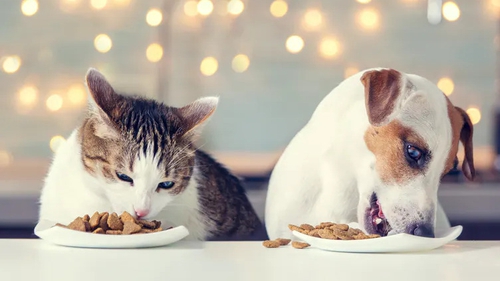 Understanding your pet's dietary needs and ideal weight is key to their health and wellbeing. Photo: Gladskikh Tatiana/ Shutterstock
