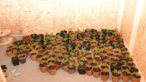 Cannabis herb estimated to be worth €206,400 was recovered in Tyrellspass