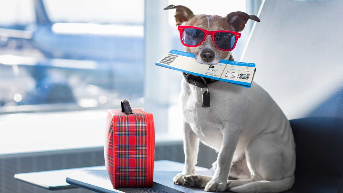 Dog Friendly Getaways Dog Friendly Getaways