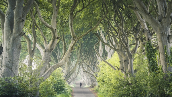 The Dark Hedges tree tunnel in Co Antrim