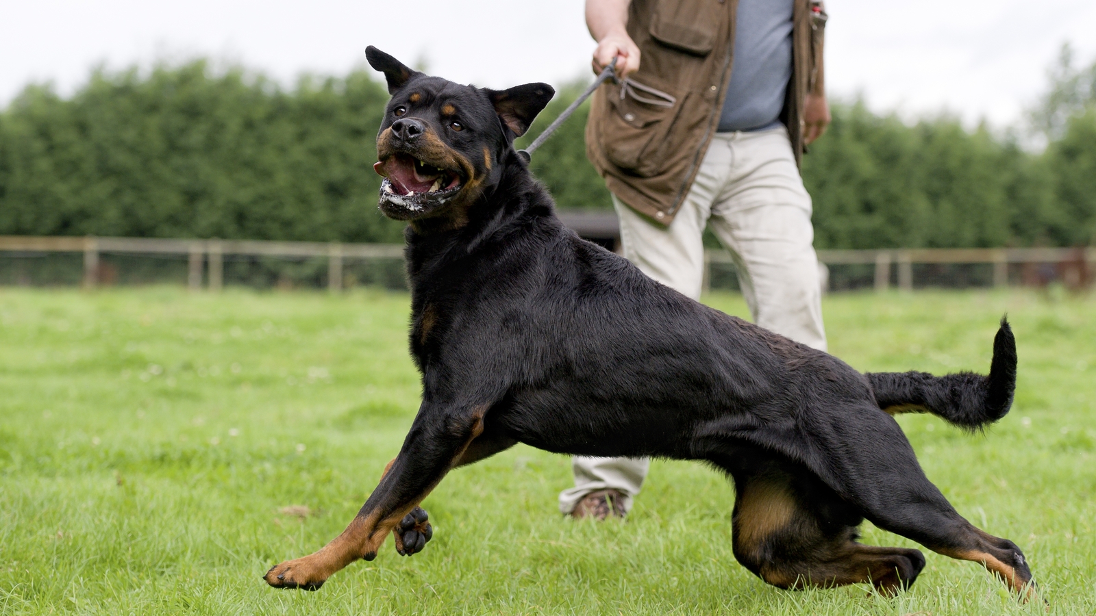 are rottweilers banned in ireland