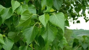Naturefile - Black poplar