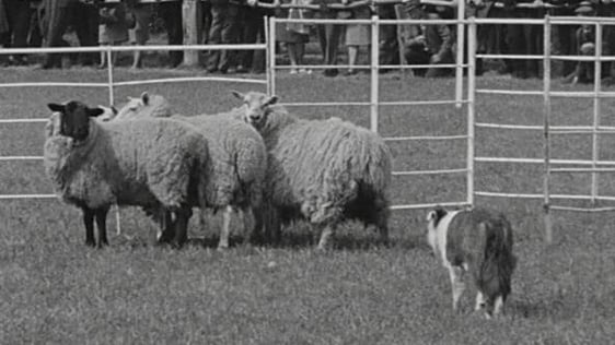 Sheepdog trials at the Spring Show (1962)
