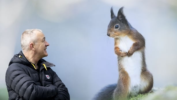 Jimmy Mc Donnell's image of a Red Squirrel (Iora rua, Sciurus vulgaris) 