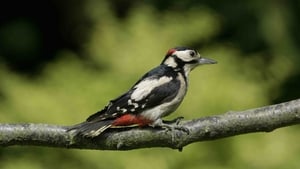 Mooney Goes Wild Special: Great spotted woodpeckers... an Irish rarity