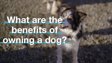 The Benefits of Owning a Dog - Brainstorm TV