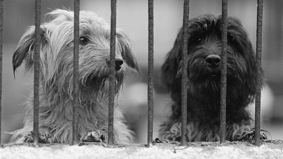 Two abandoned dogs in the ISPCA Dogs and Cats Home (1973)