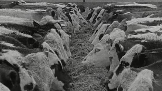 Landmark 50 years of Irish Agriculture (1972)