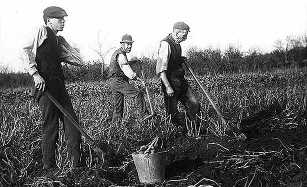 Three labourers digging for potatoes on the Clonbrock Estate, Ahascragh, Co. Galway. Photo: Photo: National Library of Ireland, CLON739