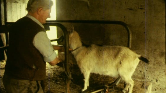 Sligo farmer Liam O'Donnell milking his goat Modern Jenny with a milking machine, 1982.