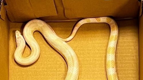 Lucan the snake is being cared for at the National Exotic Animal Sanctuary (pic: Twitter/gardainfo)