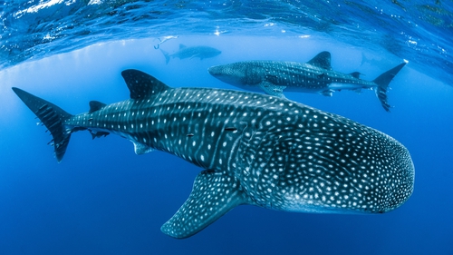 Whale sharks, which can be up to 20m long, are slow-moving and feed on microscopic animals called zooplankton