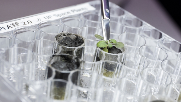 The arabidopsis plant grew in soil that was collected from the Apollo 11, 12 and 17 missions