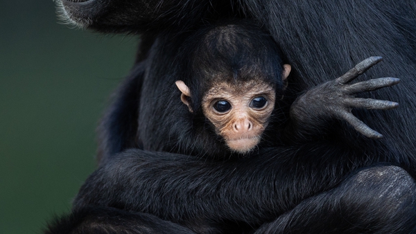 The endangered Colombian black spider monkey born at Fota Wildlife Park (Pic: Darragh Kane)