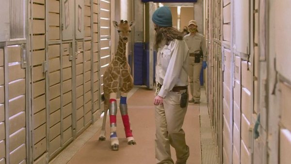 A three-month-old giraffe at San Diego Zoo gets leg braces to correct limb disorder. Image: Reuters