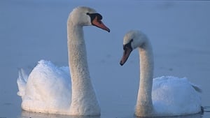 Naturefile - Swans