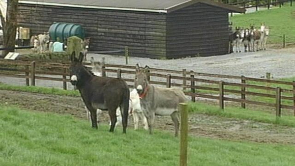 Donkey Sanctuary, Liscarroll, Co. Cork (2002)