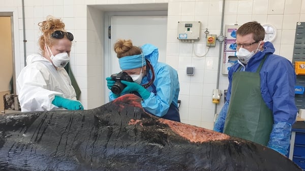 Examination of the whale's carcass at the Regional Veterinary Laboratory in Cork (Picture: Dr Simon Berrow, IWDG)