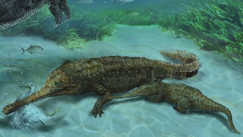 7-million-year-old crocodile fossil found in Peru