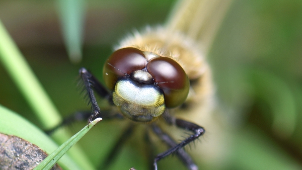 This amazing photo of a dragonfly is from Clare-Louise Donelan of the Bee Sanctuary!