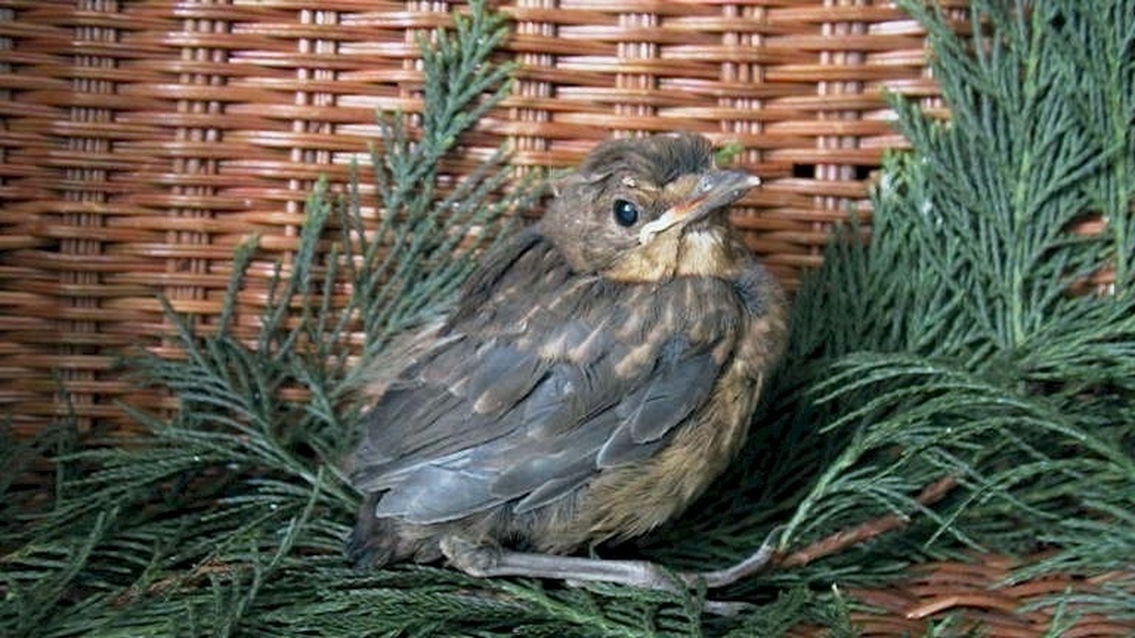 People urged to leave baby birds alone