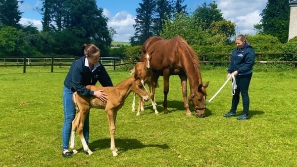 Greenhall Dot, owned by the Rothwell family from Tinahely in Co Wicklow, gave birth to twin foals earlier this month.