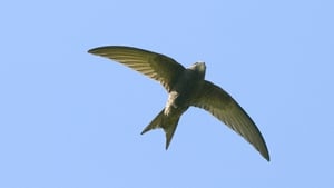 Mooney Goes Wild Special: The Common Swift