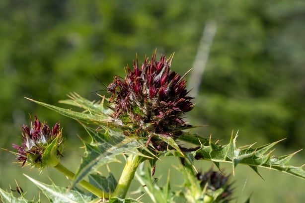 Akkoub, a Mediterranean plant (Alamy/PA)