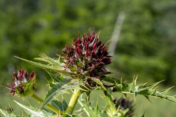 What food will gardeners be growing in future?