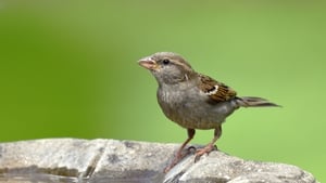 The House Sparrow