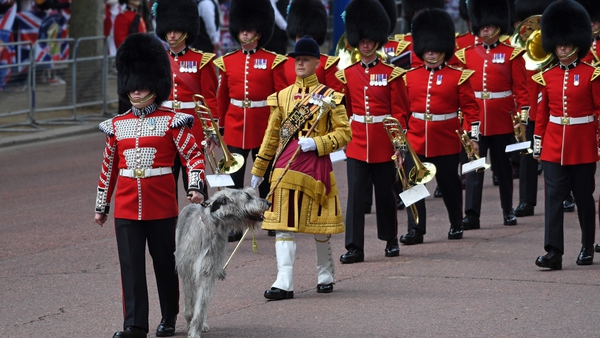 The regiment's wolfhound mascot Turlough Mór (aka Seamus) on parade this morning