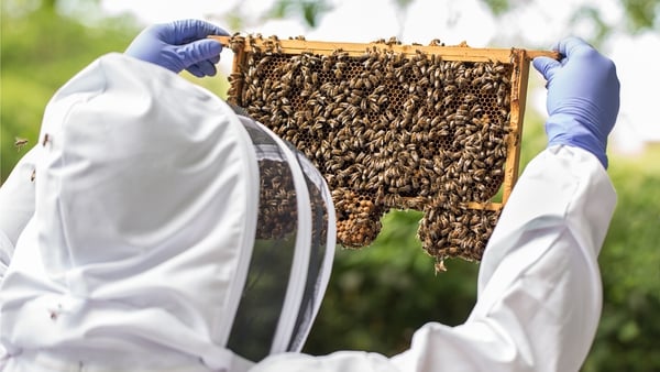 The Native Irish Honey Bee Society said numbers of non-native bees imported trebled between 2019 and 2020 alone (file image)