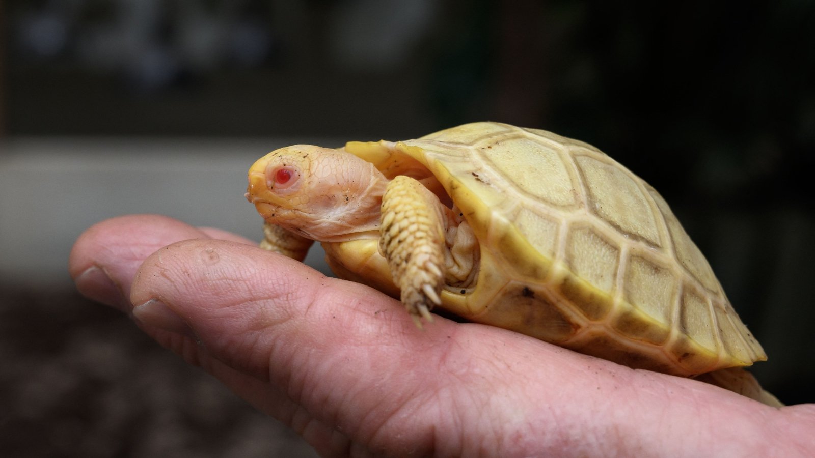 albino red foot tortoise