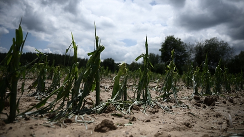 Corn crops damaged by a hailstorm in Le Freche some 24kms from Mont-de-Marsan, southwestern France