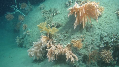 Coral garden found at 1220 m water depth from the Whittard Canyon in 2017.