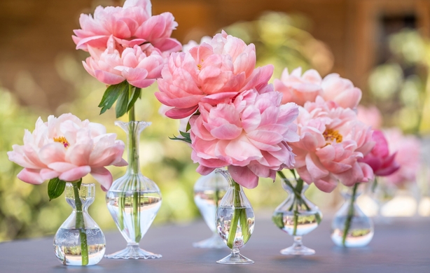 Peonies in vases (Larry Walshe/PA)