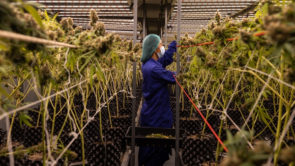 A worker prunes marijuana plants at Rakjang Farm in Nakhon Ratchasima, Thailand yesterday