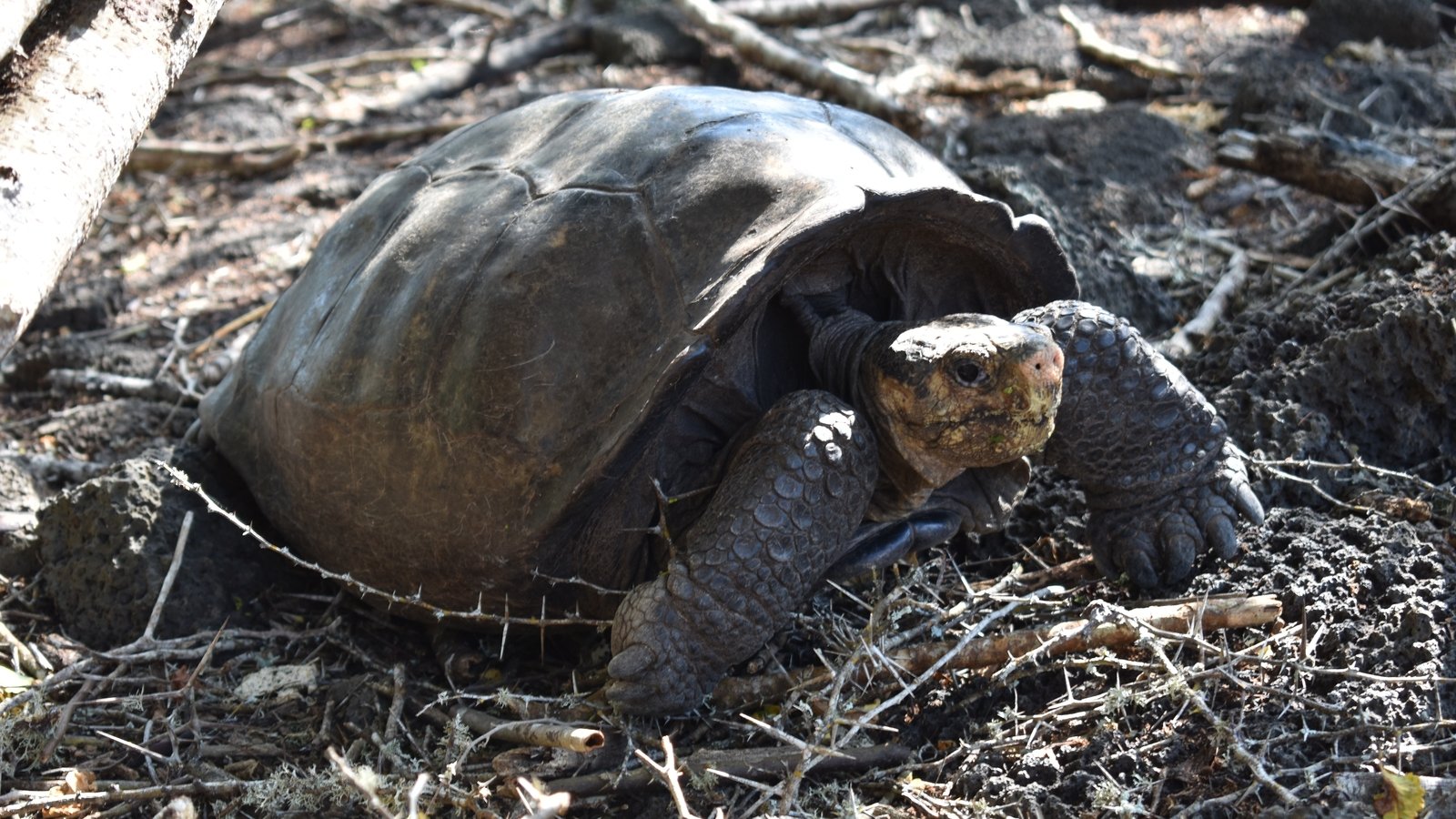 Tortoise believed extinct for 100 years found alive