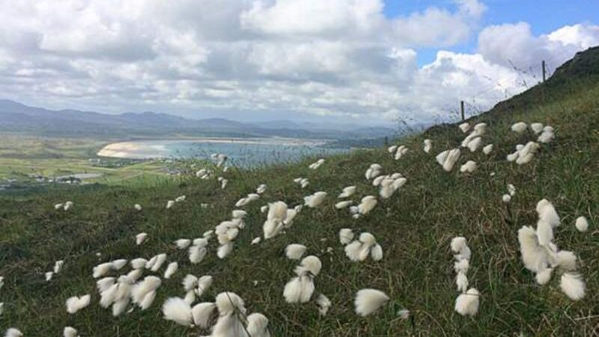 Naturefile - Bog Cotton Naturefile - Bog Cotton
